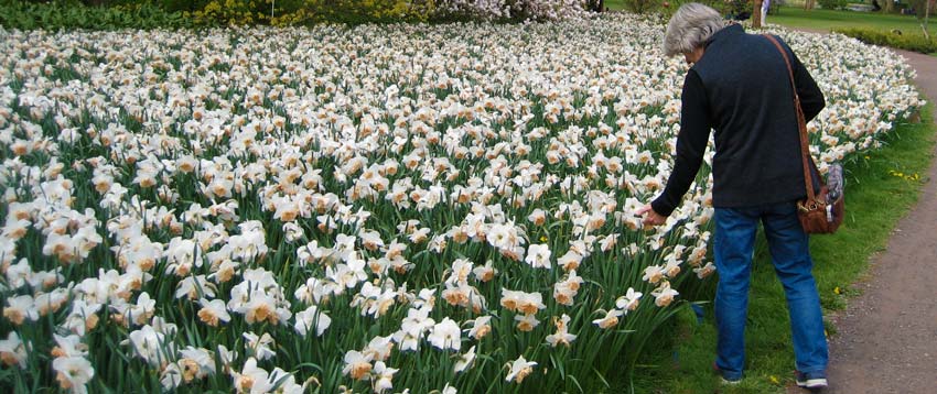 Daffodils en-masse in St James Park, London