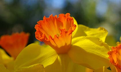 Dividing Daffodils