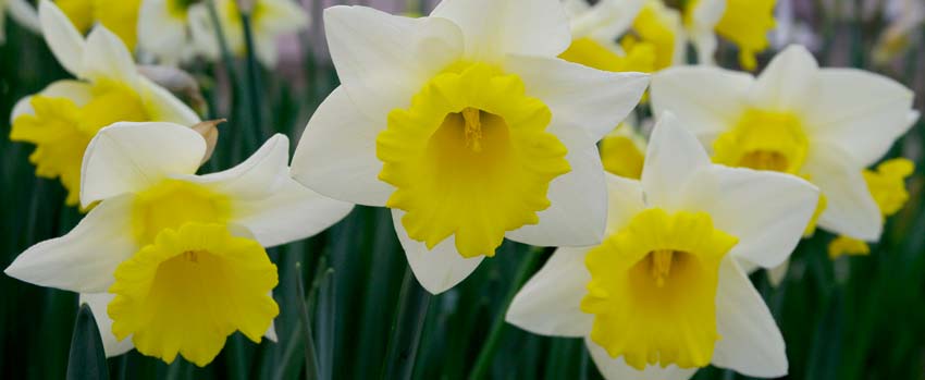 Narcissus Cornish King