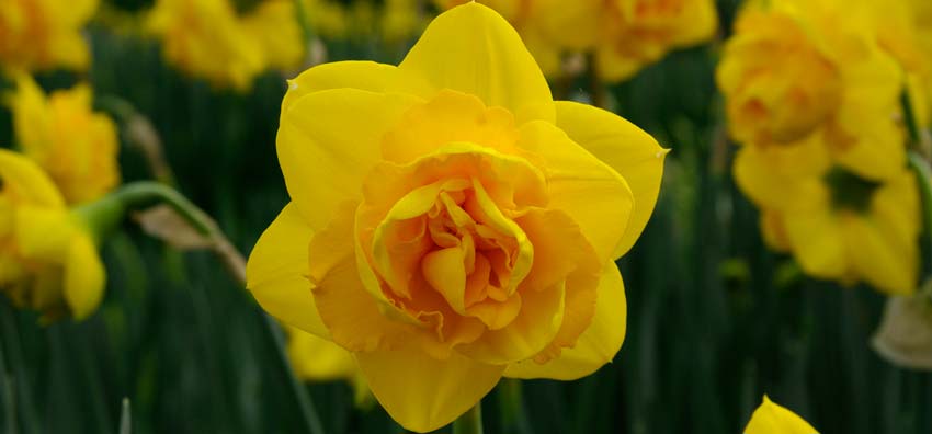 Narcissus Heamoor.