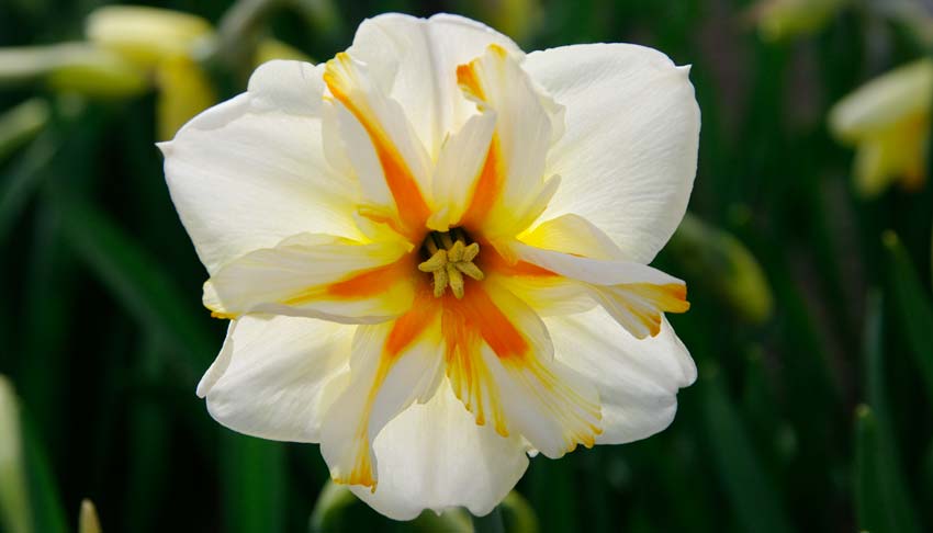 Narcissus Trepolo