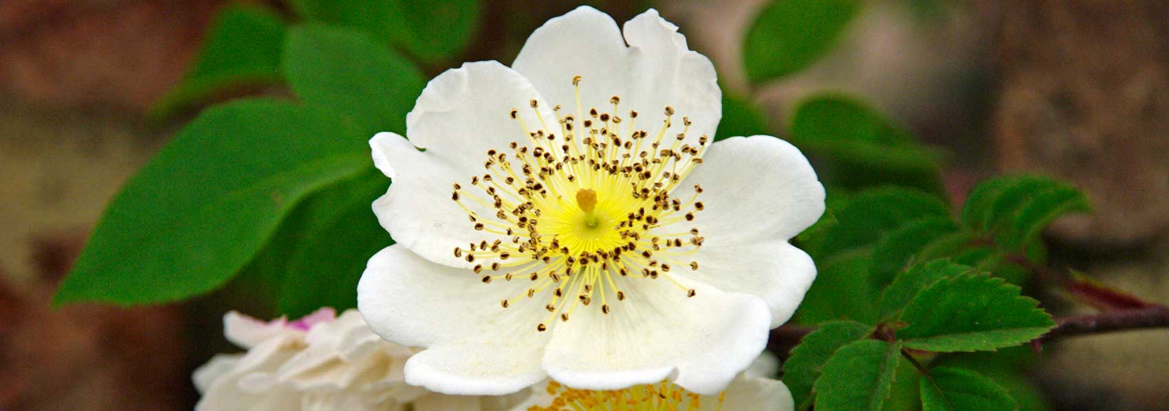 Rosa arvensis