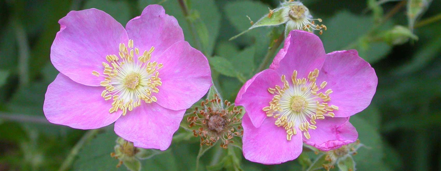 Rosa californica 