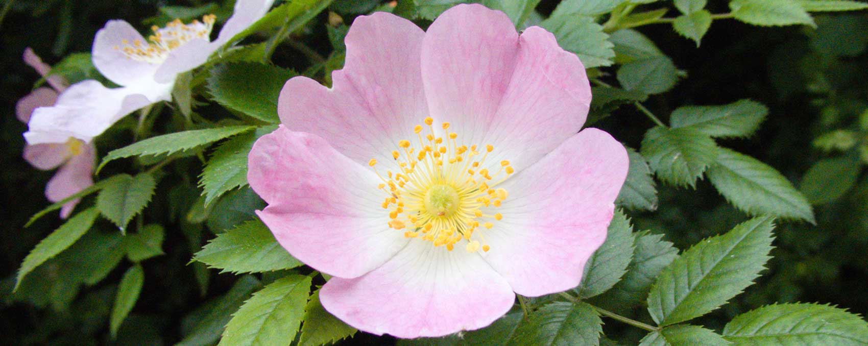 Rosa canina