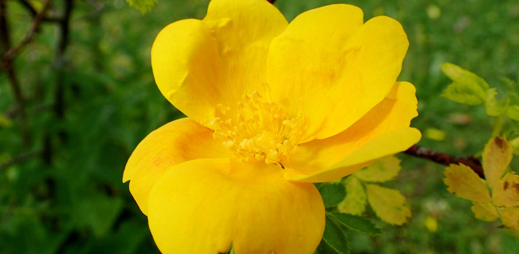 Rosa foetida