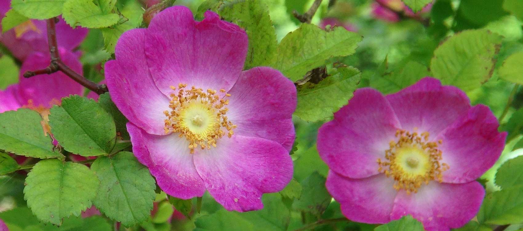 Rosa forrestiana