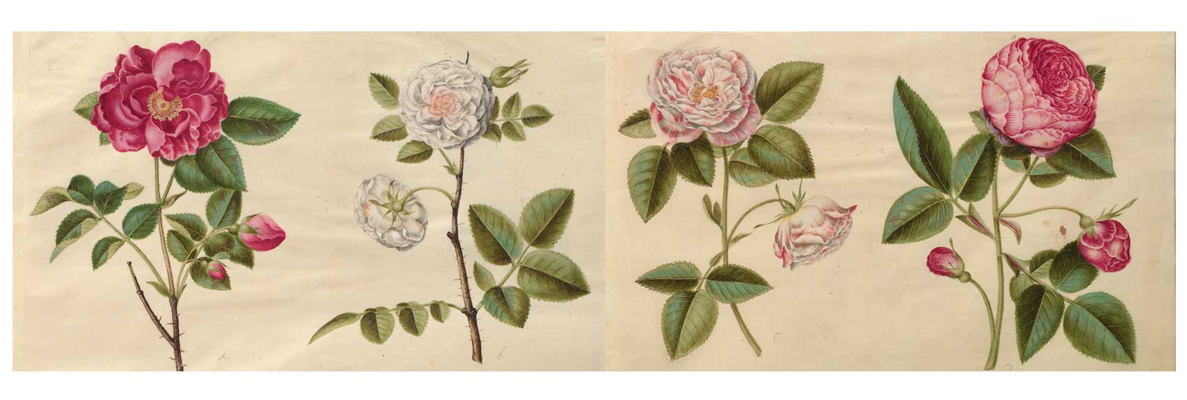 Holtzbecher print of rosa Gallica.