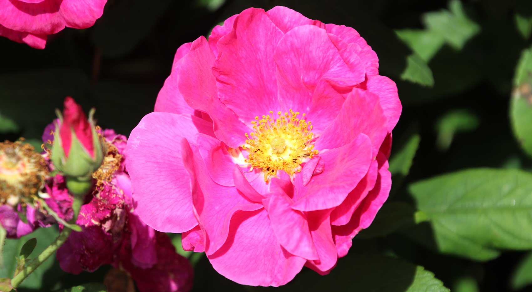 Rosa Gallica