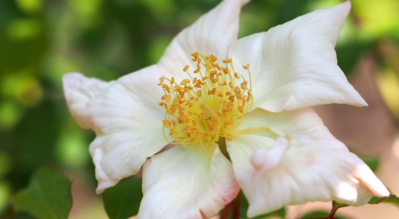 Rosa gigantea