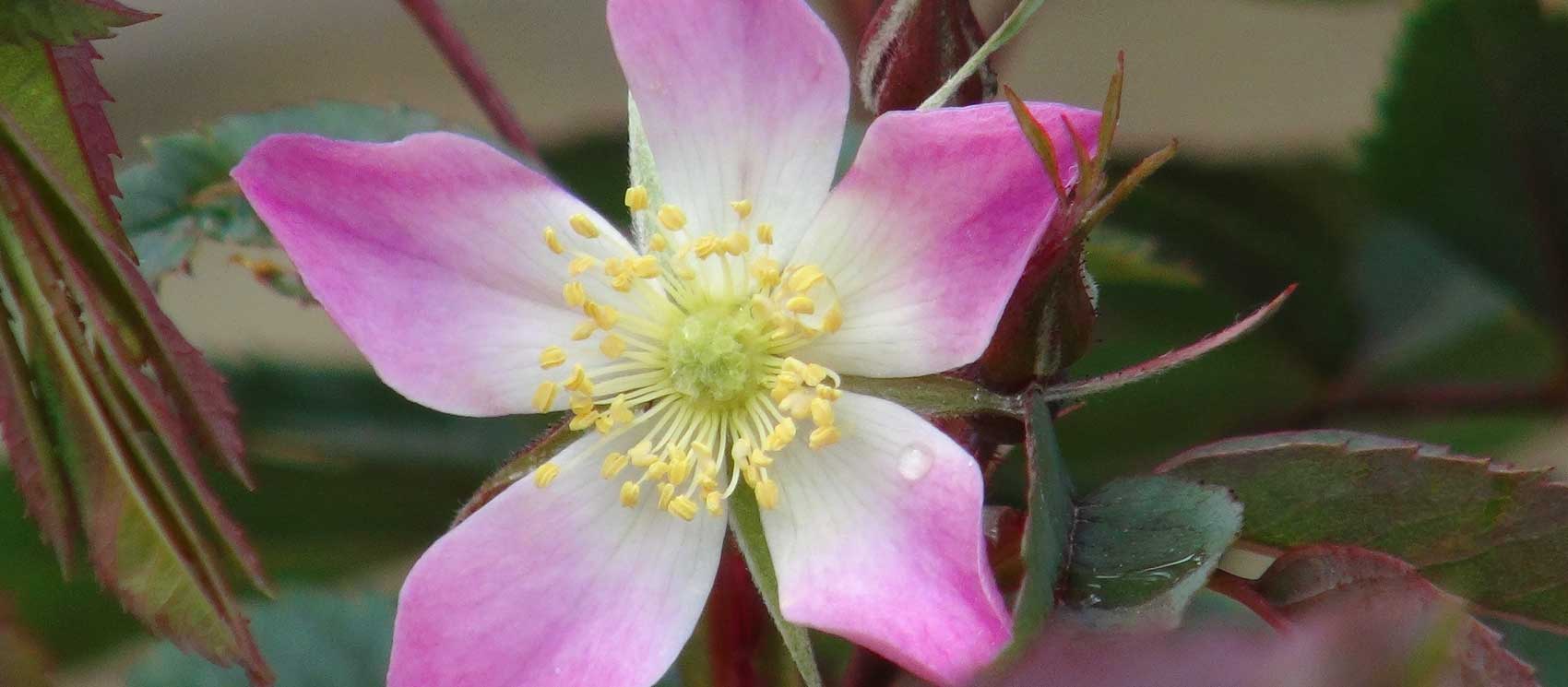 Rosa glauca