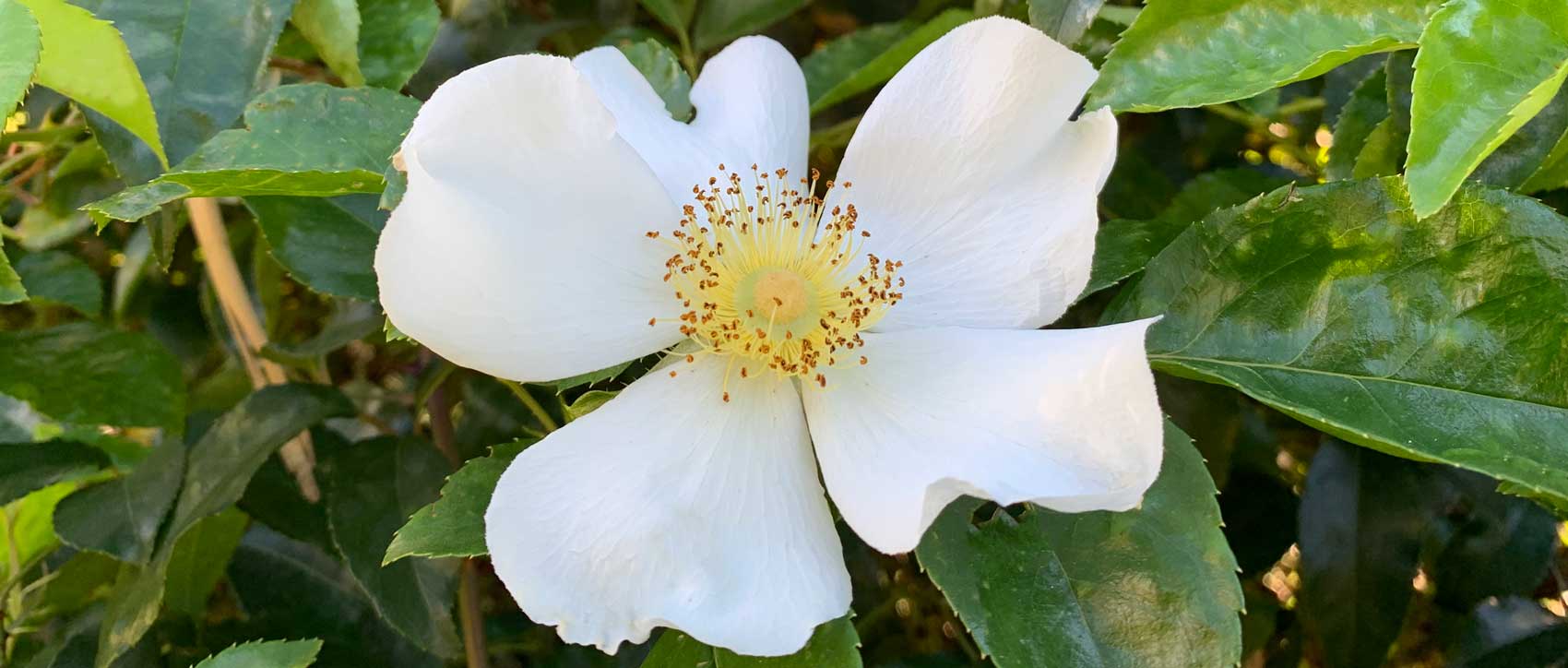 Rosa laevigata