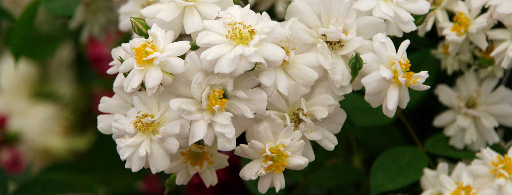 Rosa moschata ‘Garland’