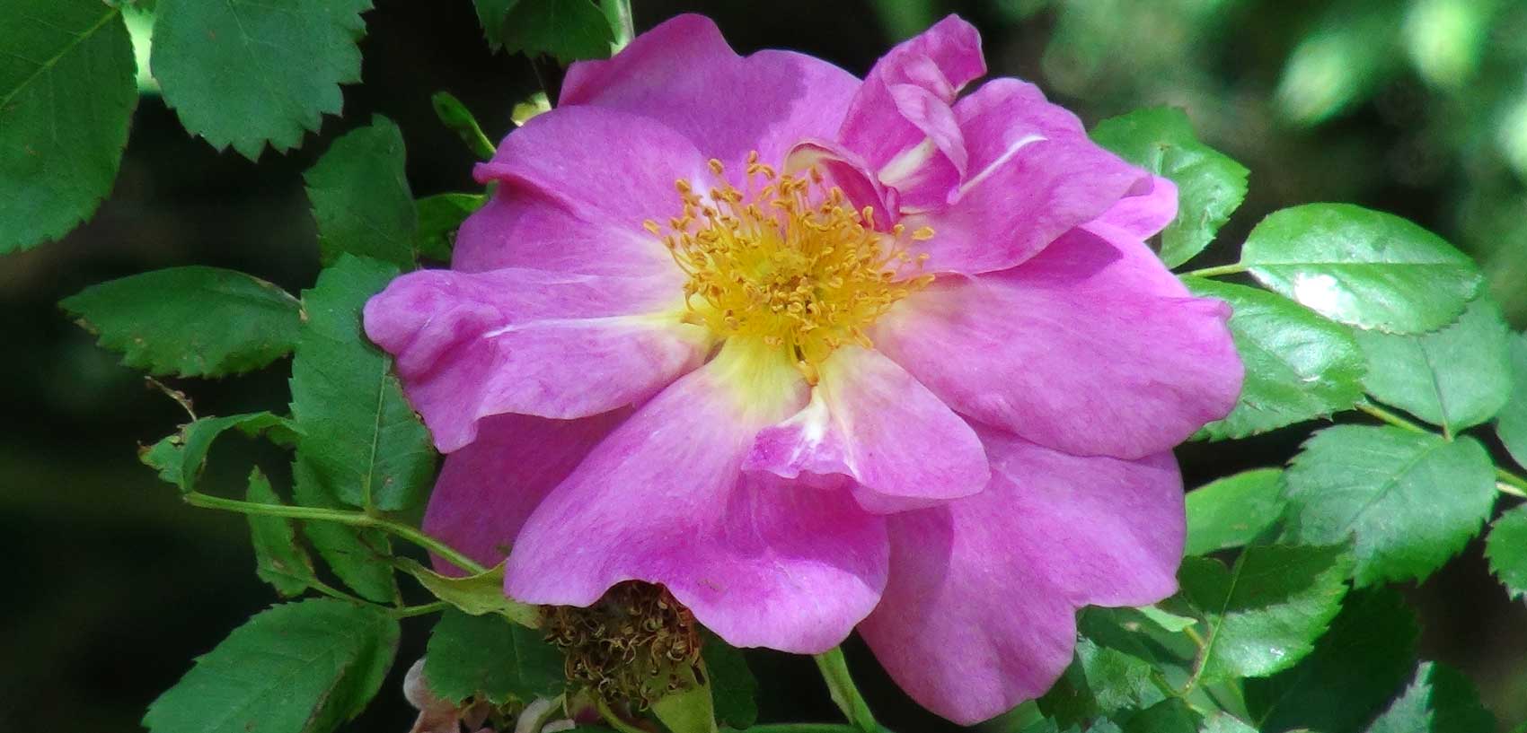 Rosa moyesii