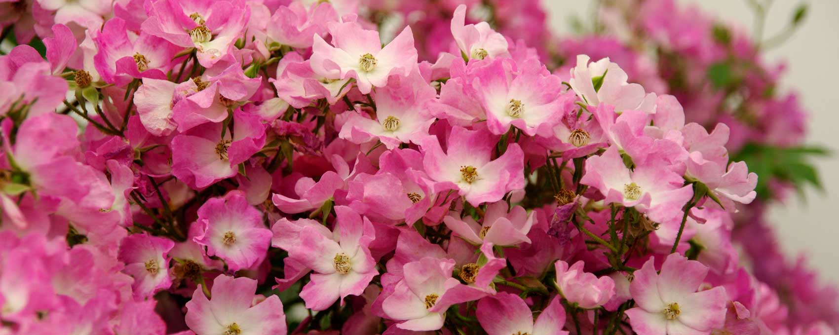 Rosa multiflora - syn. Rosa polyantha