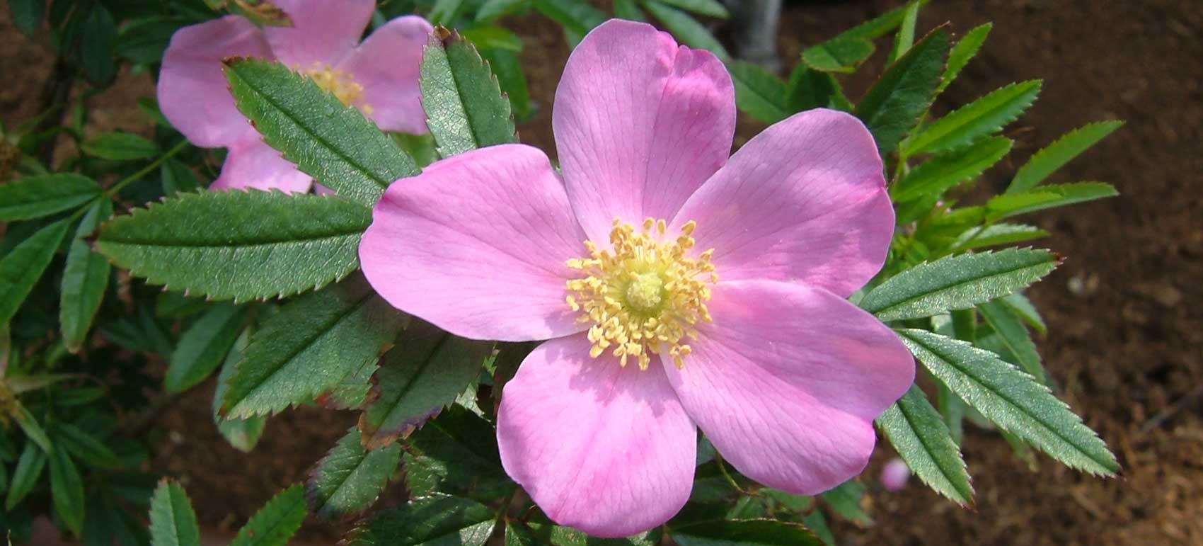 Rosa nitida