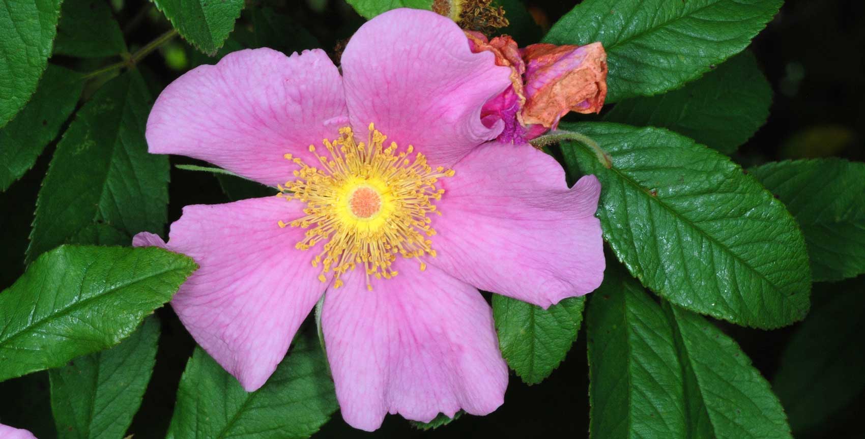 Rosa palustris - photo Douglas Goldman