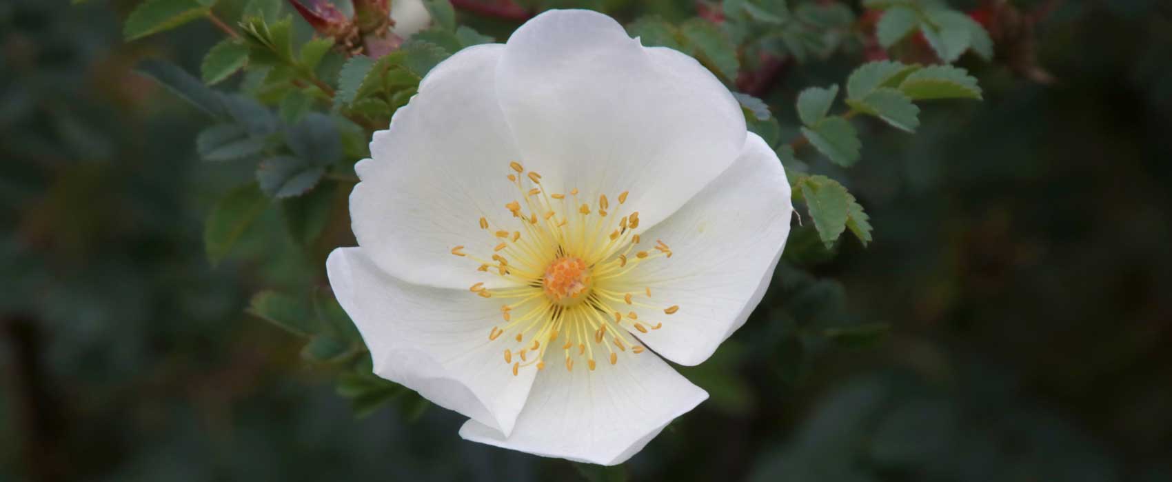 Rosa-pimpenellifolia - The Dunwich Rose