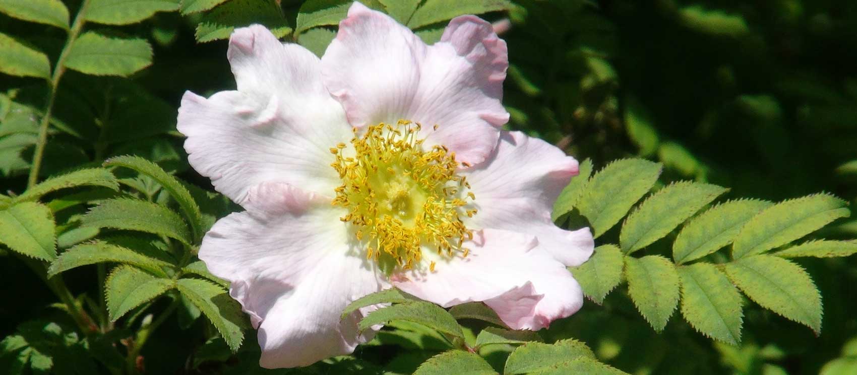 Rosa roxburghii