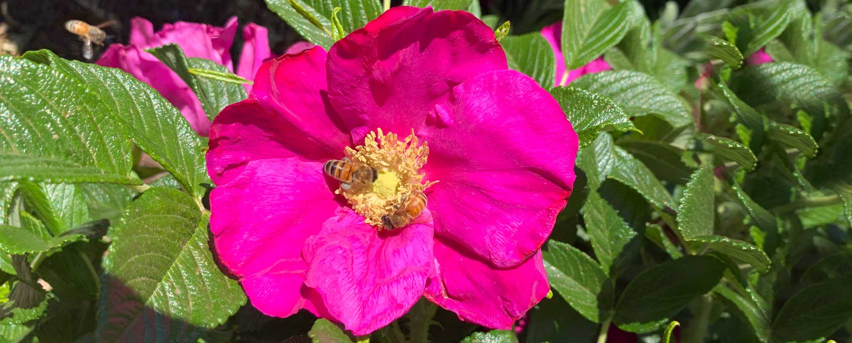 Rosa rugosa