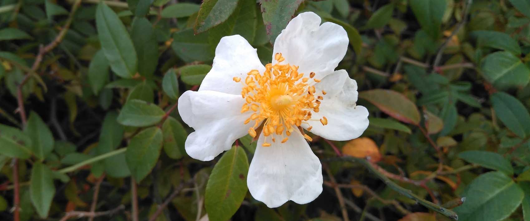 Rosa sempervirens