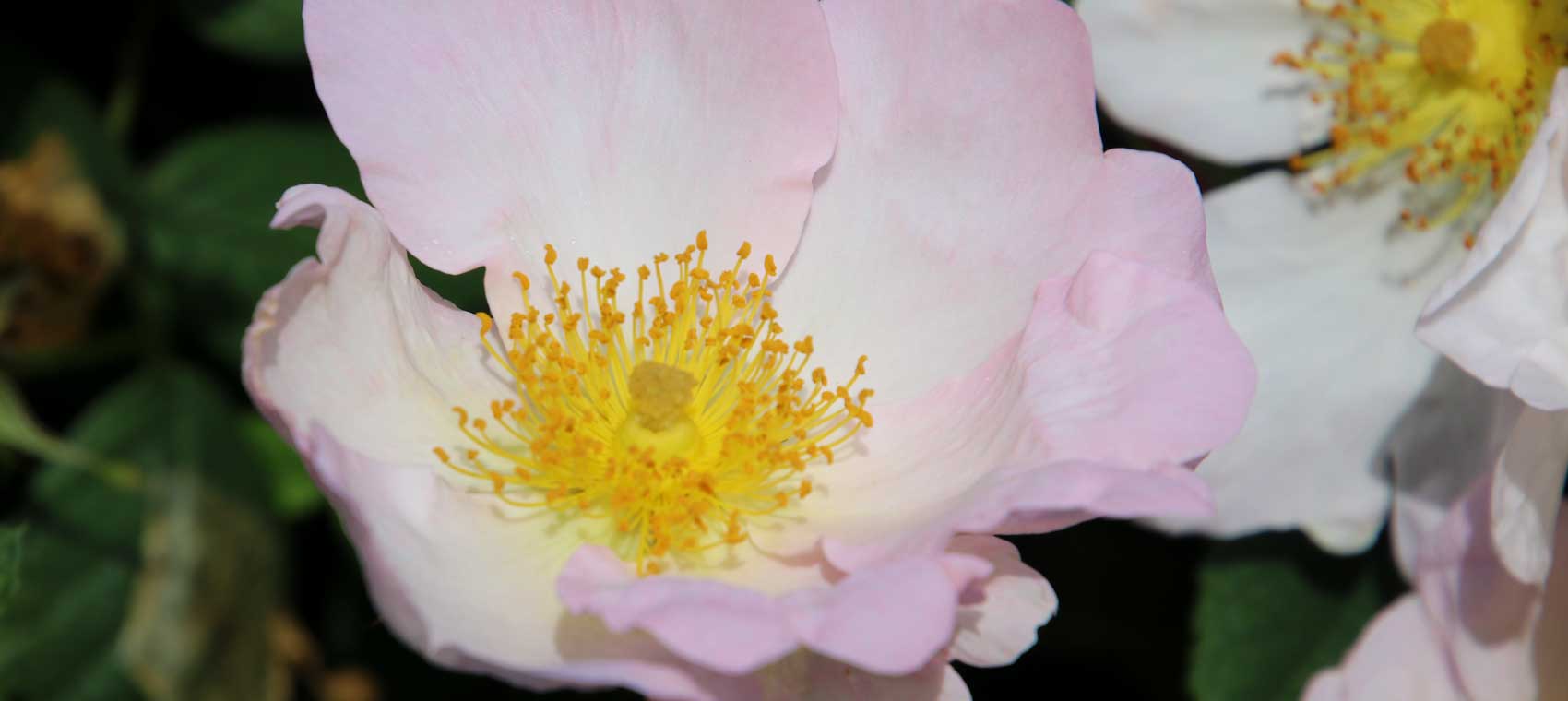 Rosa sericea