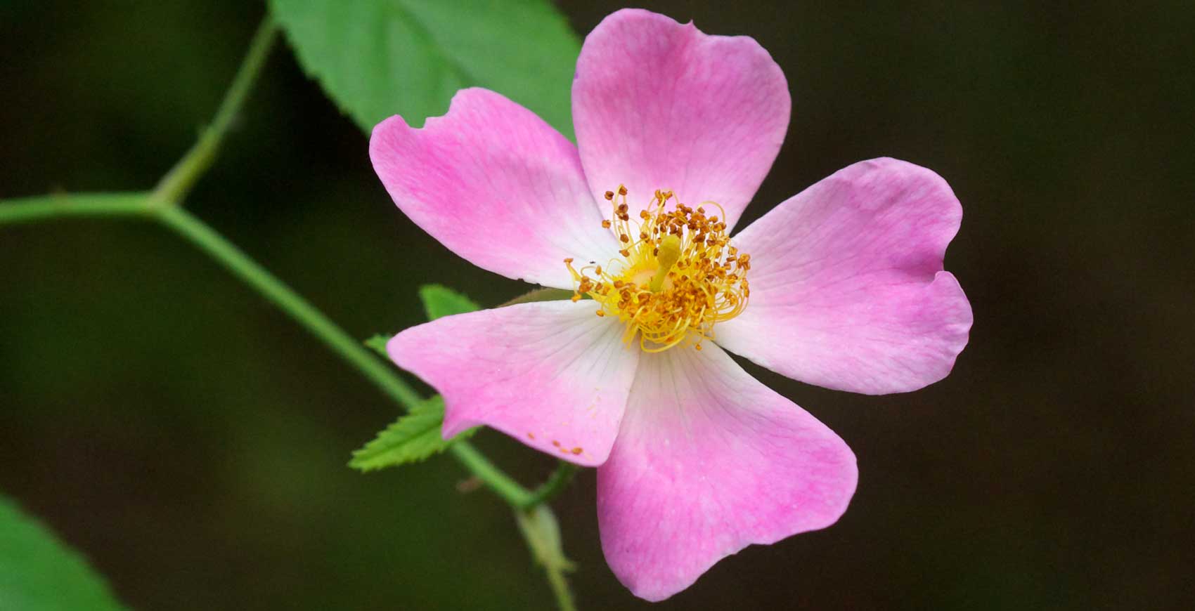 Rosa setigera