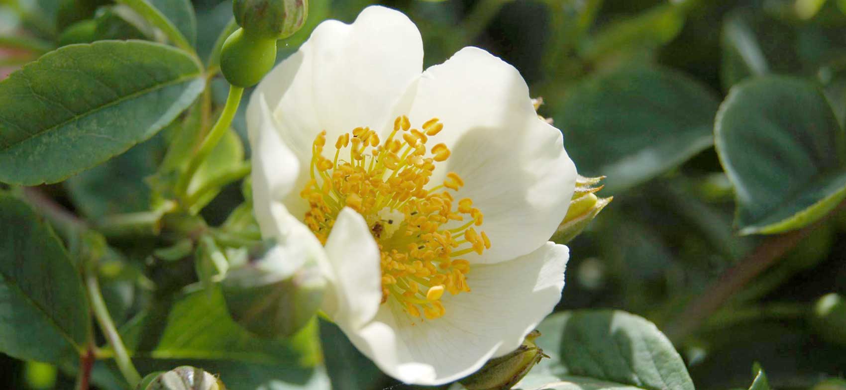 Rosa soulieana