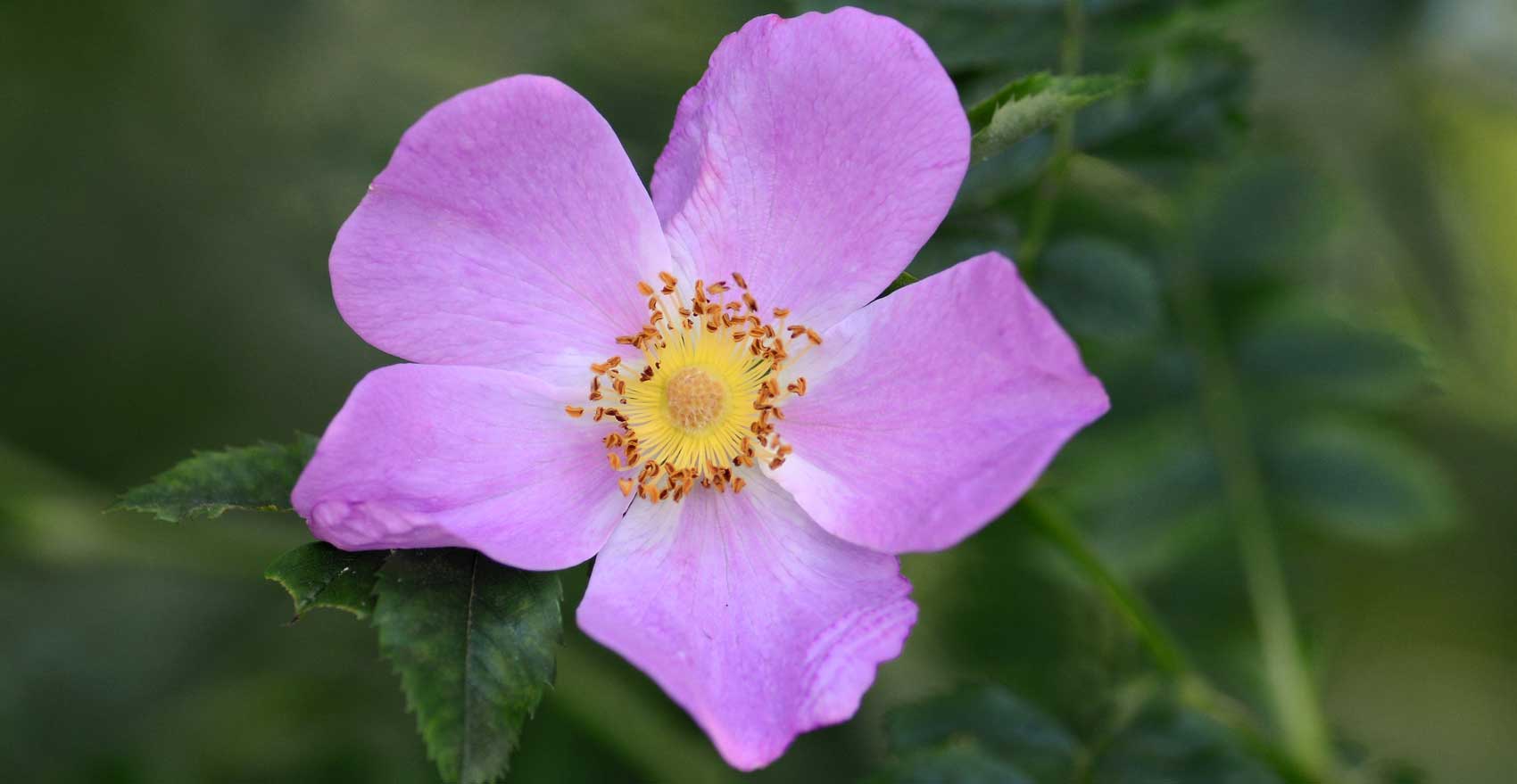 Rosa virginiana