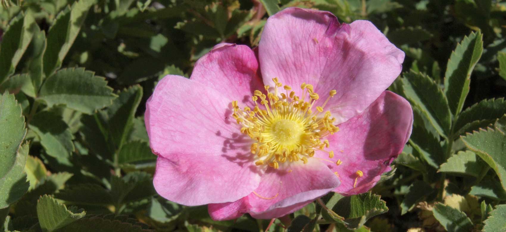 Rosa woodsii 