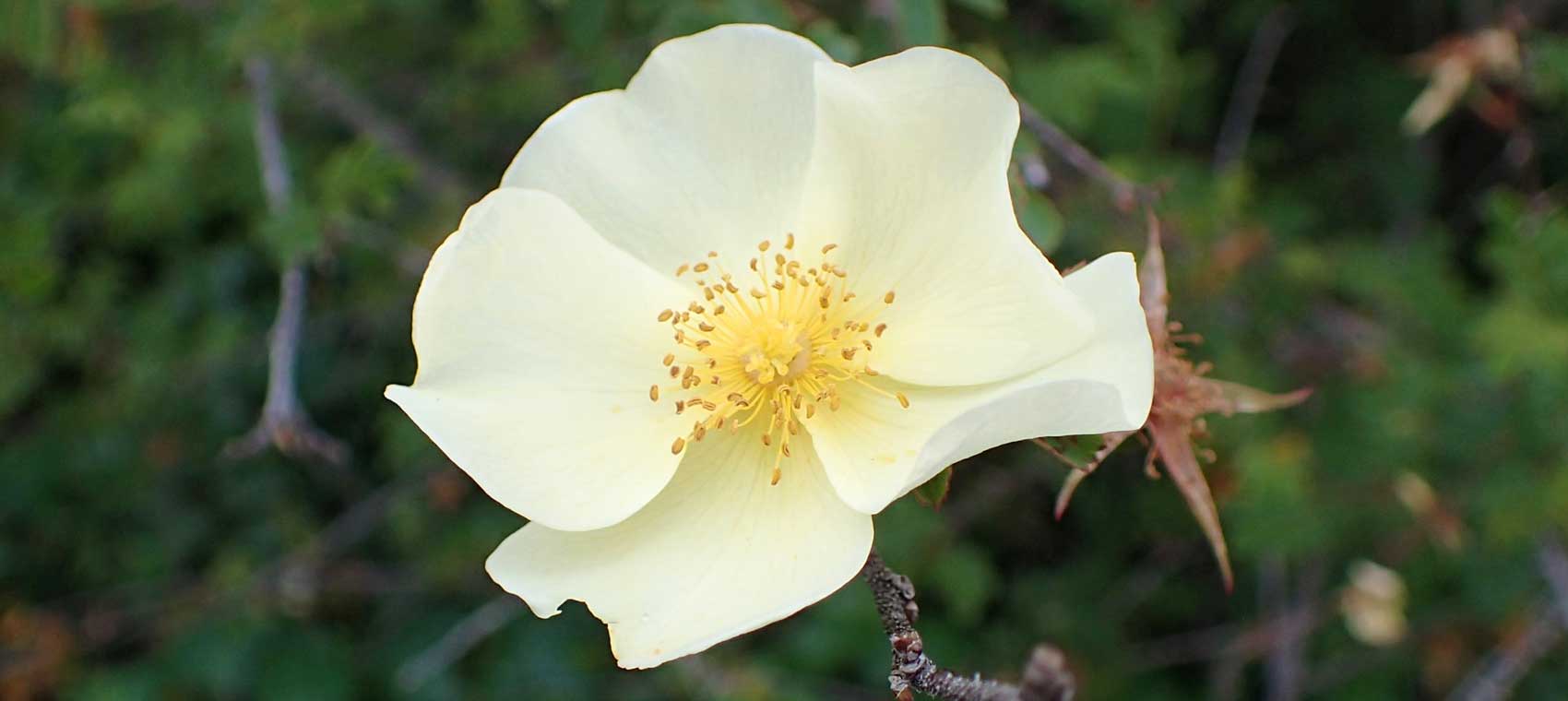 Rosa xanthina syn. rosa hugonis