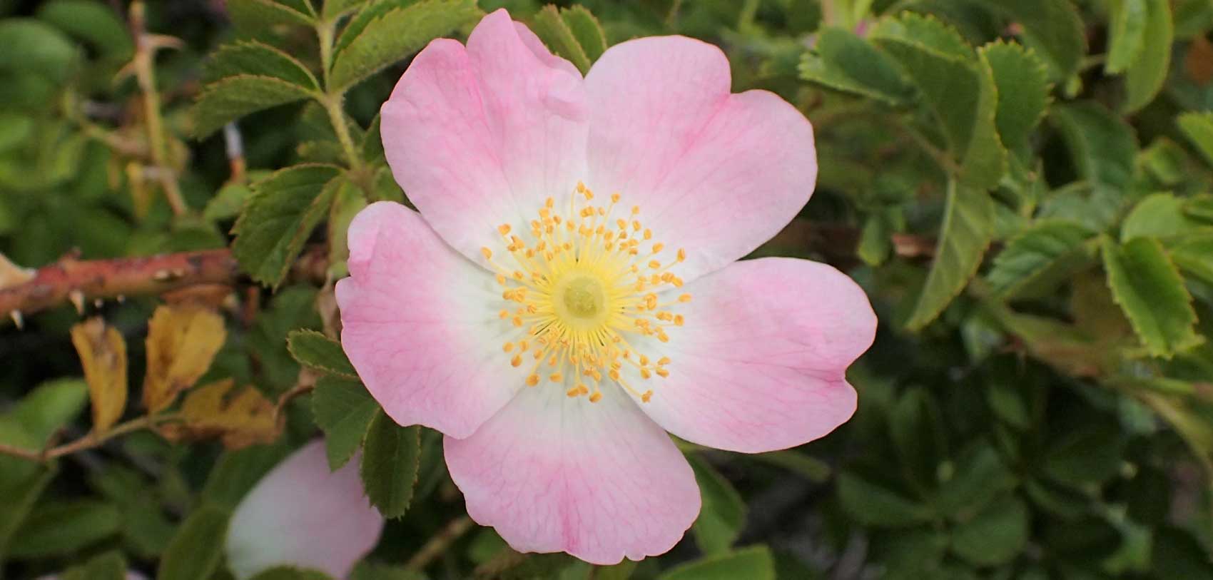 Rosa rubiginosa