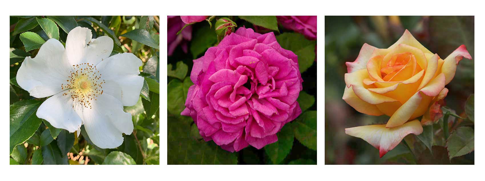 Rosa laevigata, Rosa Bourbon, Rosa Hybrid Tea 