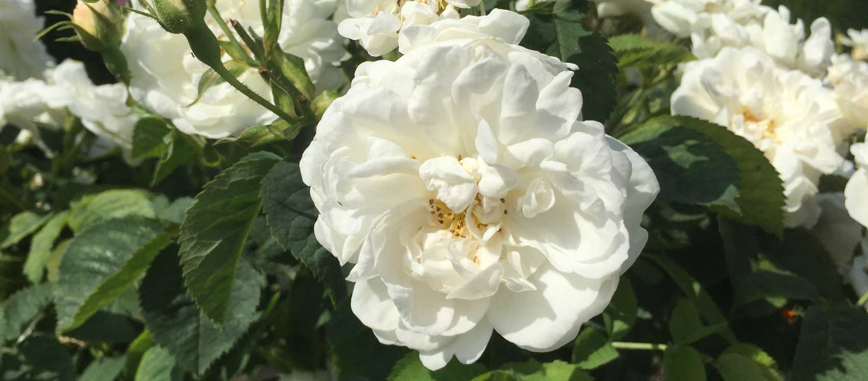 Rosa Alba ‘Maxima’