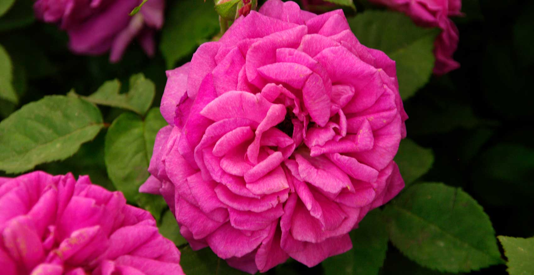 Rosa Bourbon ‘Madame Isaac Periere’