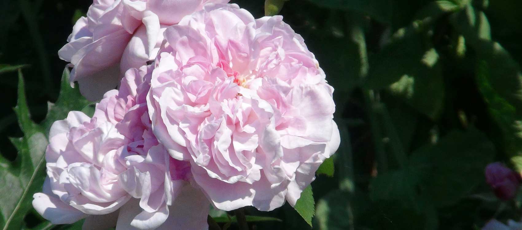 Rosa Centifolia ‘Fantin Latour’