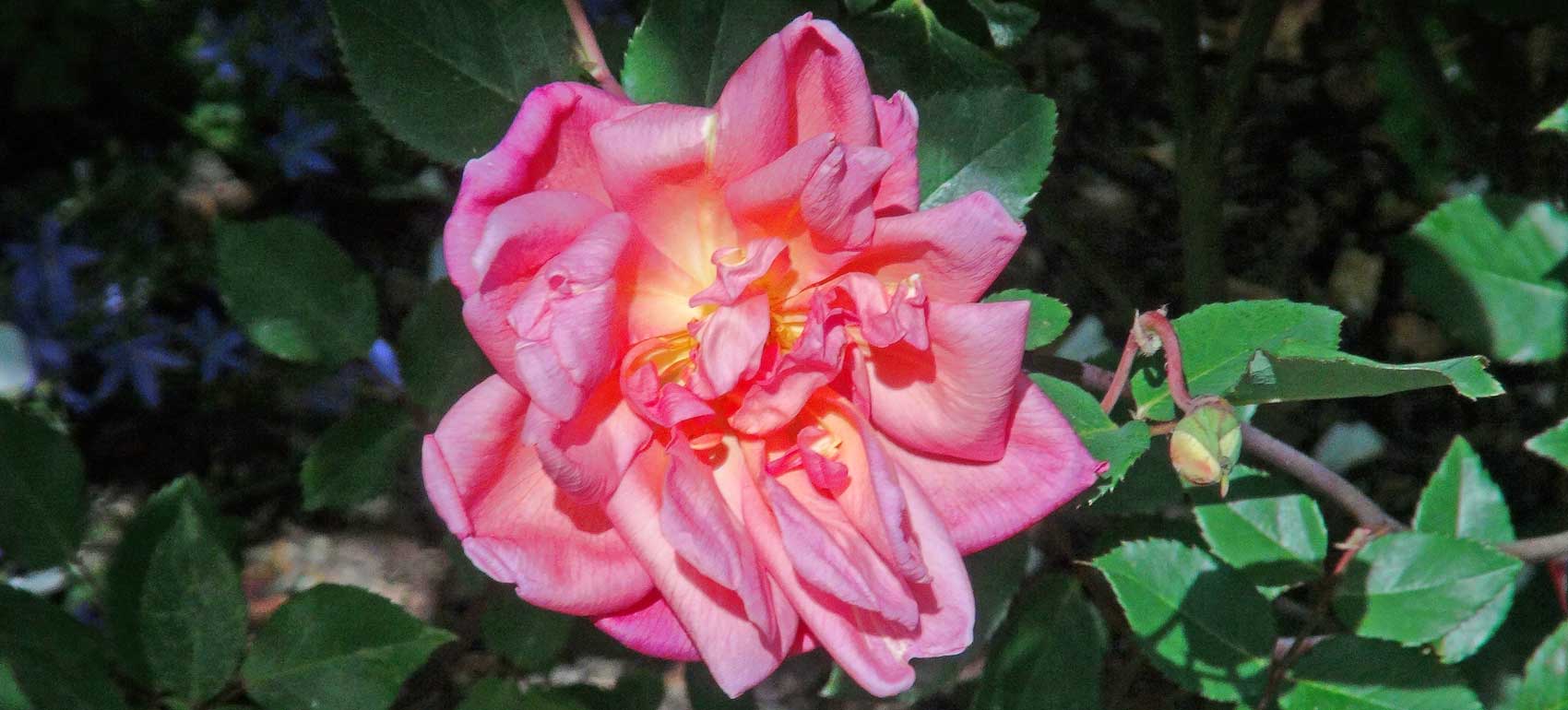 Rosa Chinensis ‘Comtesse Du Cayla’