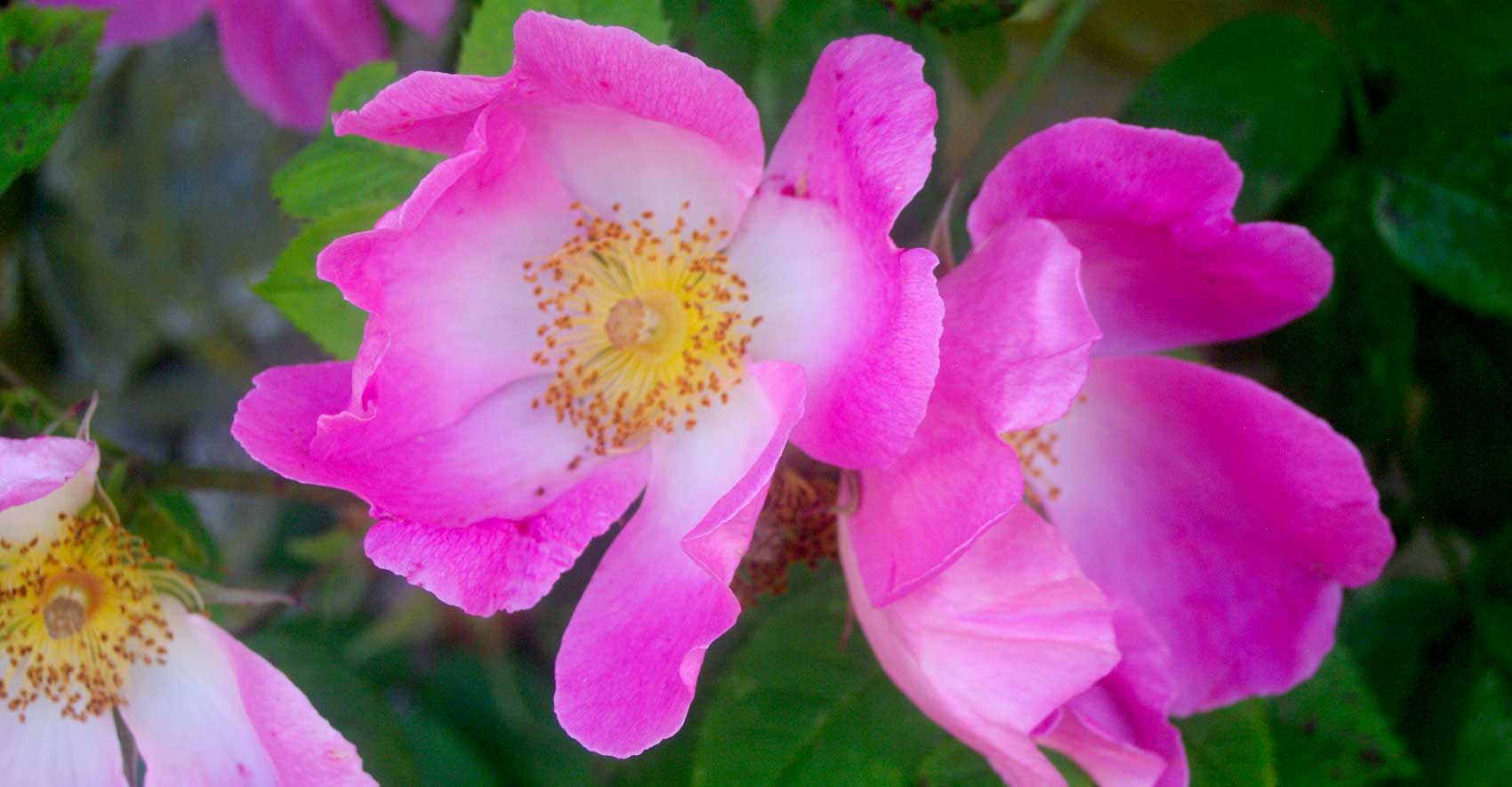 Rosa complicata