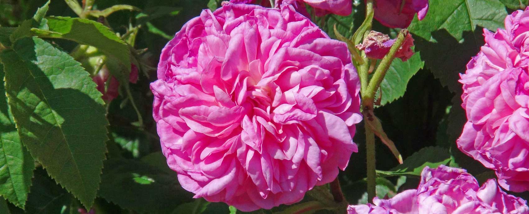 Rosa Damascena ‘La Ville De Bruxelles’