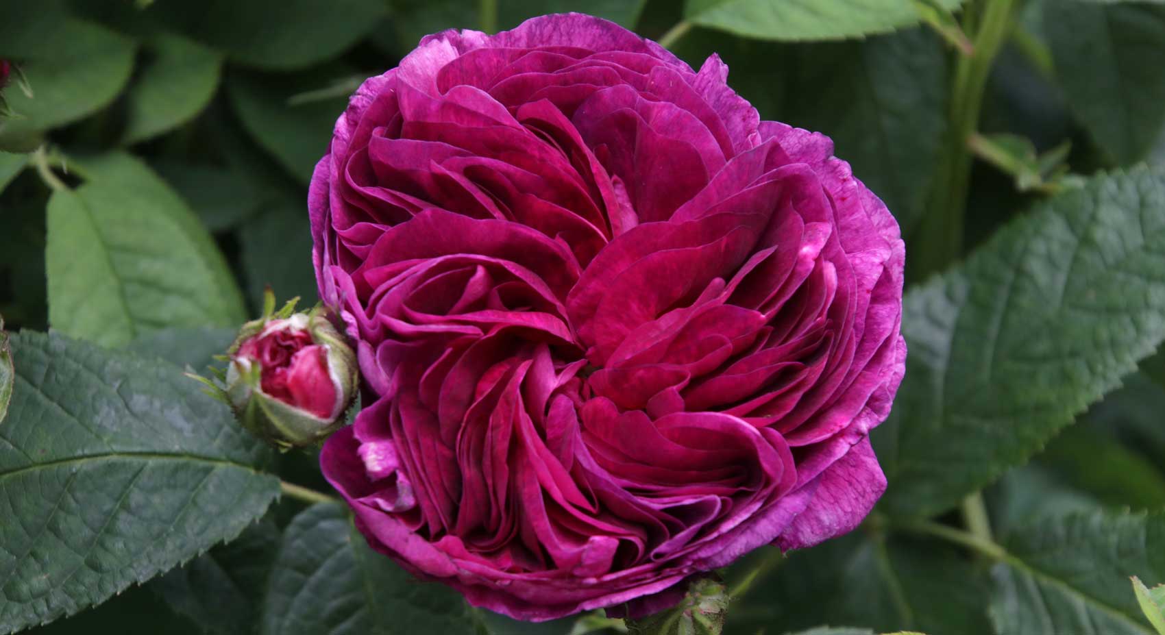 Rosa Gallica ‘Charles de Mills’