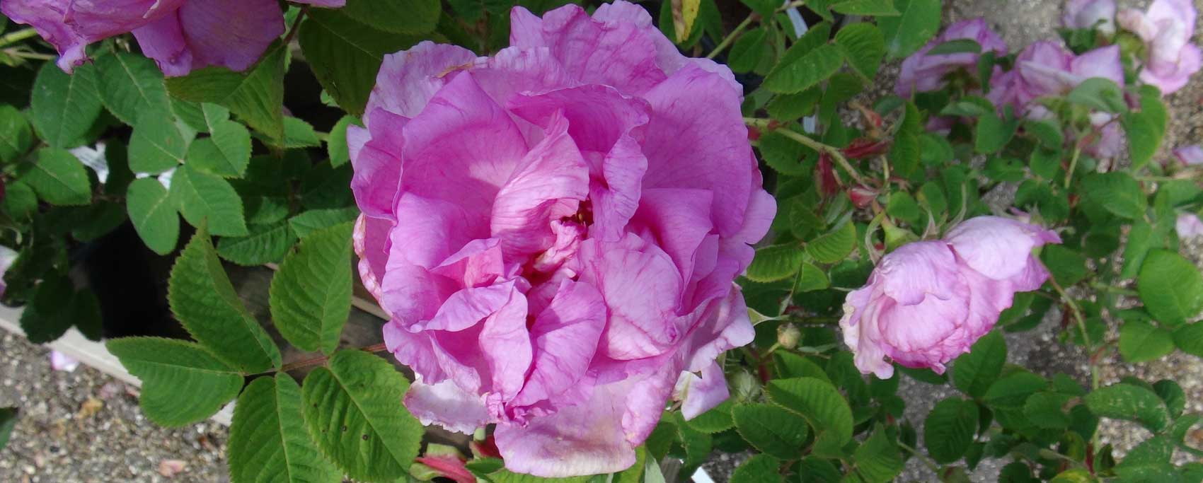 Rosa Gallica ‘Empress Josephine’