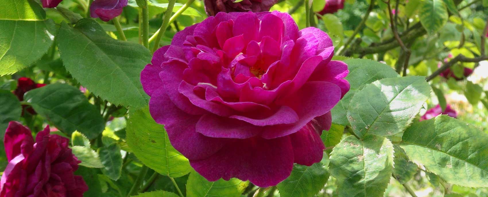 Rosa Hybrid Perpetual ‘Souvenir de Docteur Jamain’