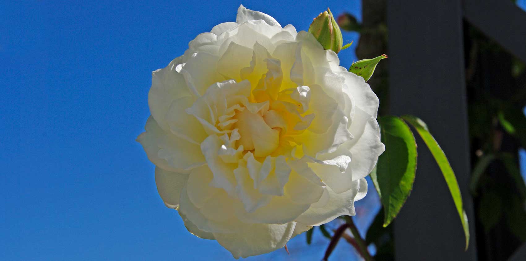 Rosa Noisette ‘Lamarque’