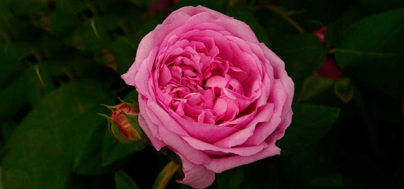 Rosa Portland ‘Comte De Chambord’