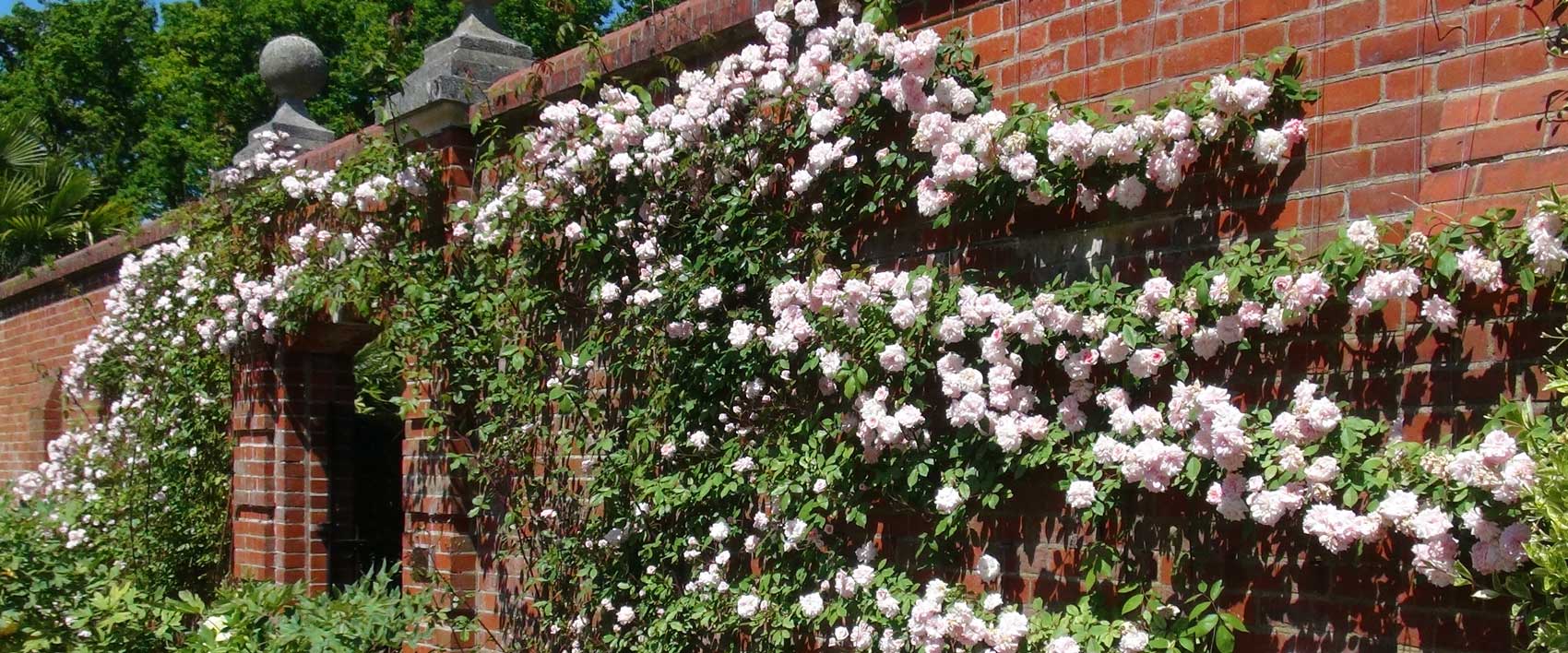 Climbing Rose - Cecile Brunner