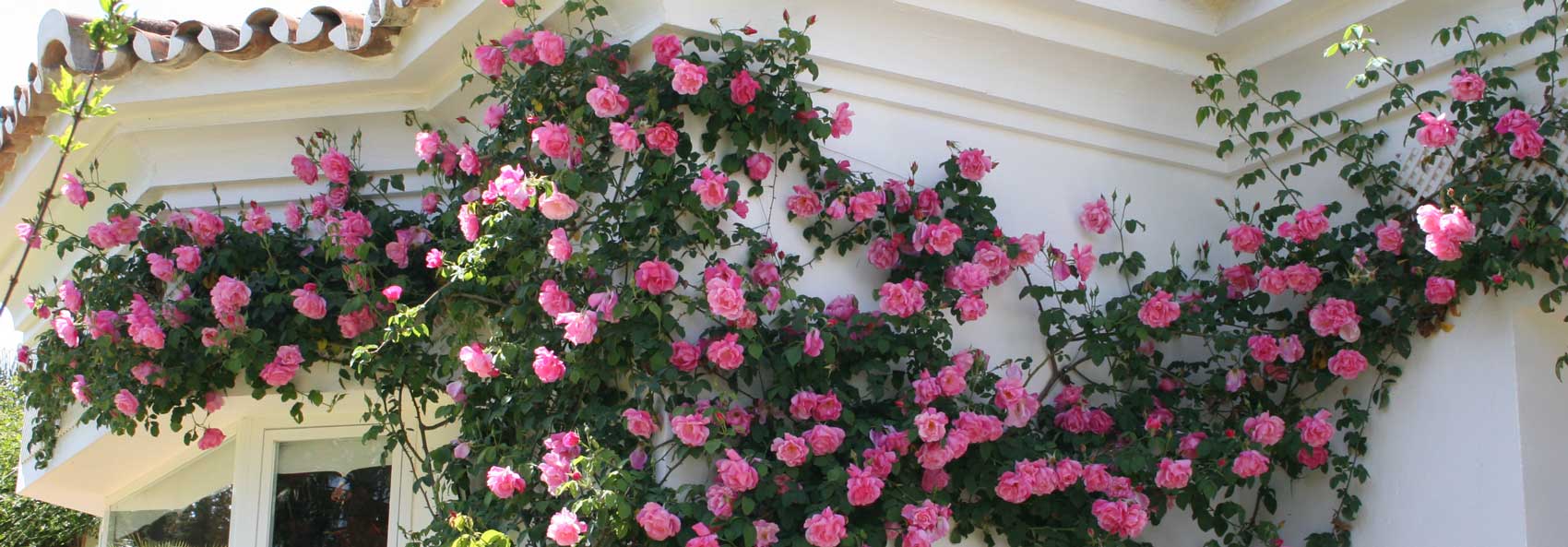 Climbing Rose