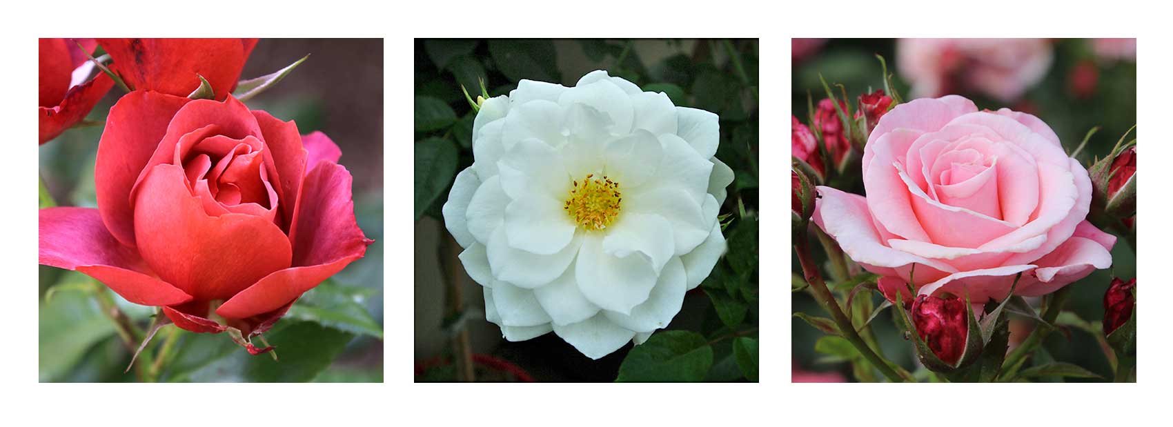 Floribunda Roses