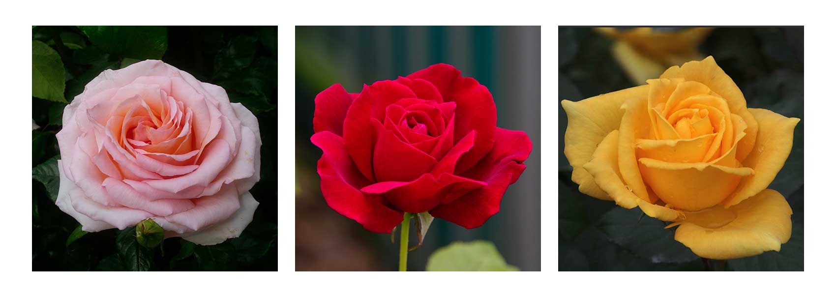 Hybrid Tea Roses