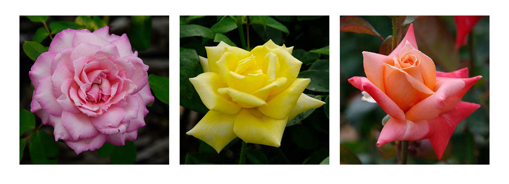 Hybrid Tea Roses