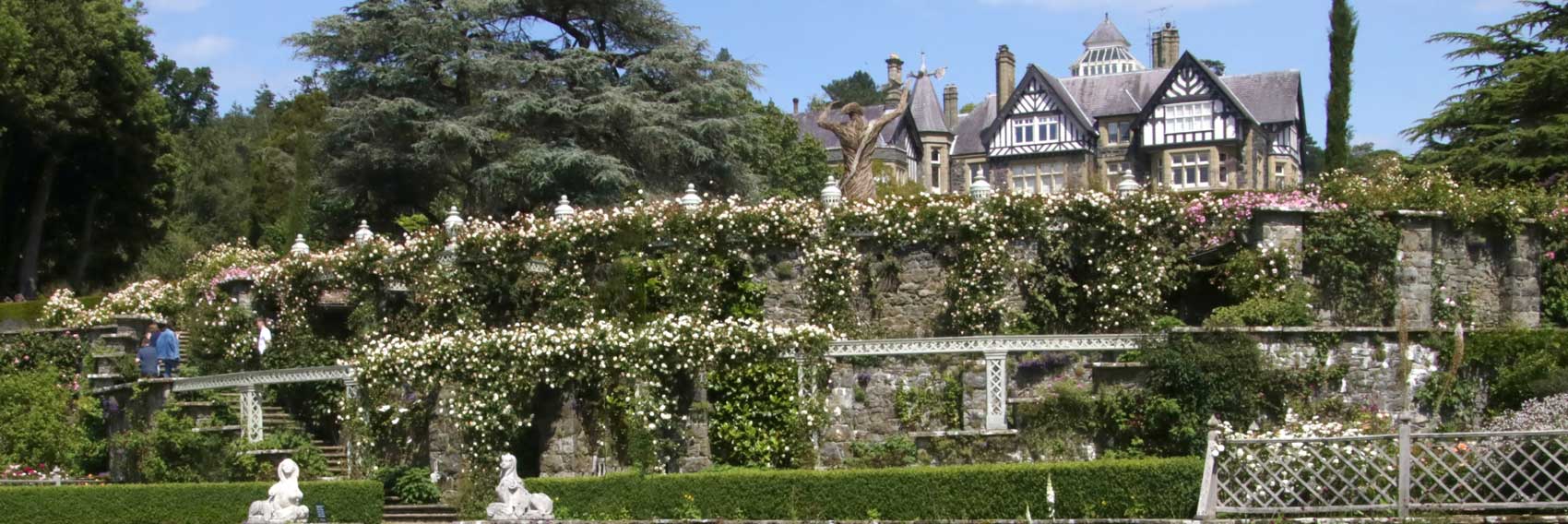 Rambling Roses at Bodnant Gardens, North Wales