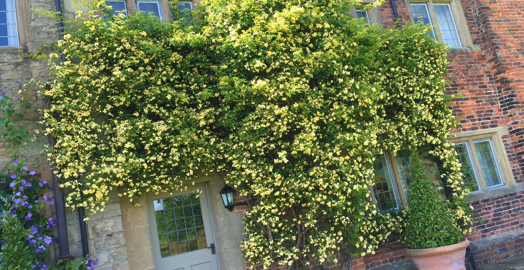 Rosa banksiae Lutea